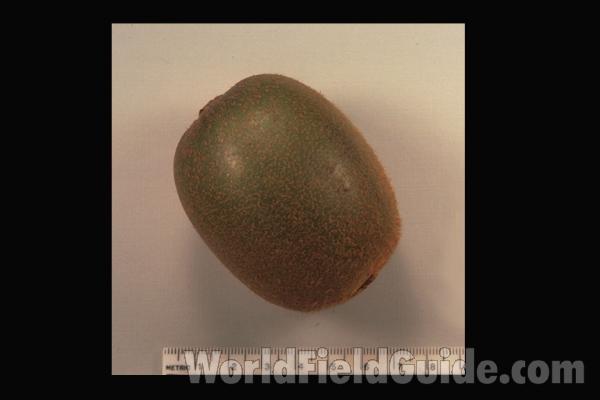 Sinlge Fruit - About 8 Centimeters Long<br>(Location of Picture: Round Lake, Illinois, USA)