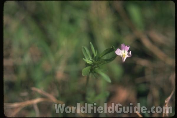 <br>(Location of Picture: Southern Missouri, USA)<br>(Location of Picture: Southern Missouri, USA)<br>(Location of Picture: Southern Missouri, USA)