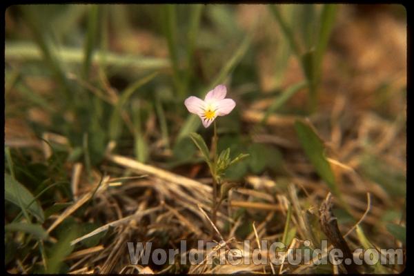 <br>(Location of Picture: Southern Missouri, USA)<br>(Location of Picture: Southern Missouri, USA)