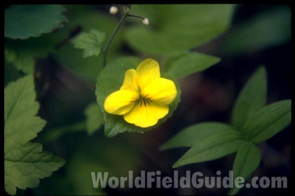Flower<br>(Location of Picture: Browns Lake, Washington, USA)