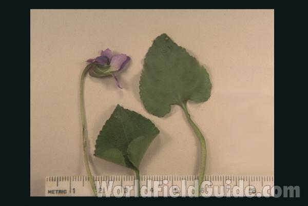 Silhouette<br>(Origin of the Specimen: Britton and Brown)<br>(Origin of the Specimen: Metawa, Northern Illinois, USA)