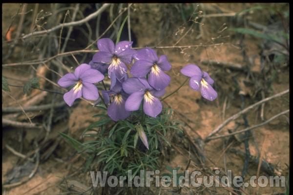 Silhouette<br>(Origin of the Specimen: Britton and Brown, 1913)<br>(Location of Picture: Missouri, USA)