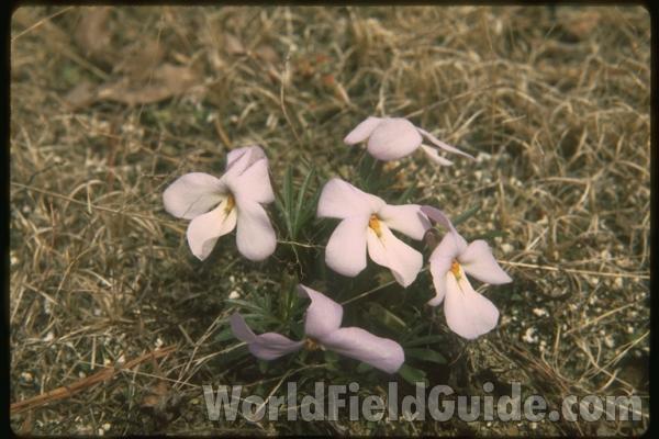 Flowering<br>(Location of Picture: Southern Missouri,  usa)