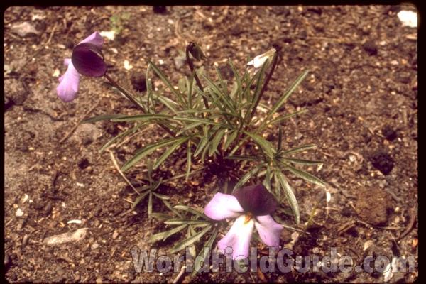 <br>(Location of Picture: Chicago Garden, Illinois, USA)<br>(Location of Picture: Chicago Garden, Illinois, USA)