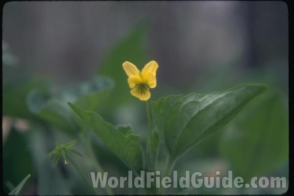 In Natural Habitat<br>(Location of Picture: Zion, Illinois, USA)