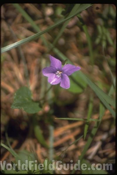 <br>(Location of Picture: Sweden, Europe)<br>(Location of Picture: Corsica, Europe)