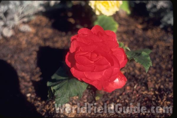Red Flower<br>(Location of Picture: Whitnal Gardens, Wisconsin, USA)