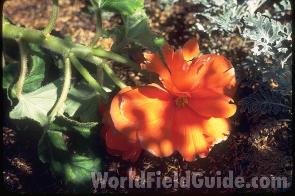 Orange Flower<br>(Location of Picture: Whitnal Gardens, Wisconsin, USA)