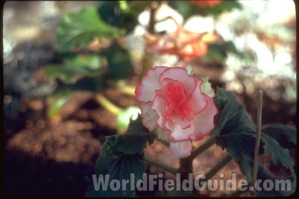 White-red Flowers<br>(Location of Picture: Whitnal Gardens, Wisconsin, USA)