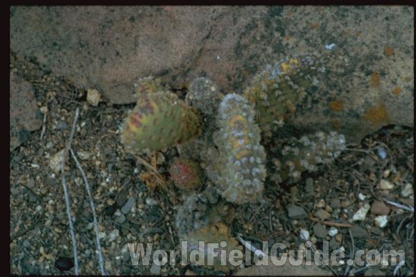 Entire Plant<br>(Location of Picture: California, USA)