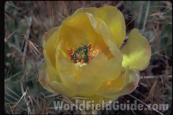 Flower<br>(Location of Picture: Washington, USA)