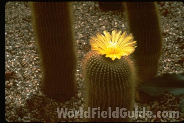 Top Of Plant With Flower