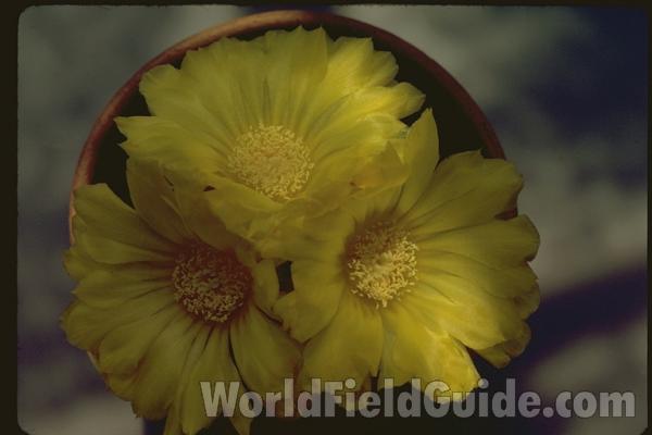 Flowers in  A Pot<br>(Location of Picture: Greenhouse In Chicago, Illinois)