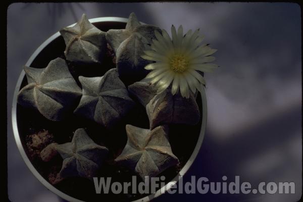 Potted Plants<br>(Location of Picture: Greenhouse In Chicago, Illinois)