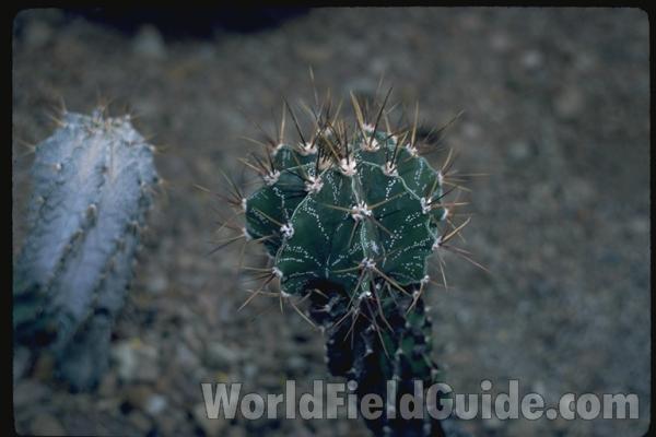 Silhouette<br>(Location of Picture: Milwaukee Conservatory, Wi, USA)