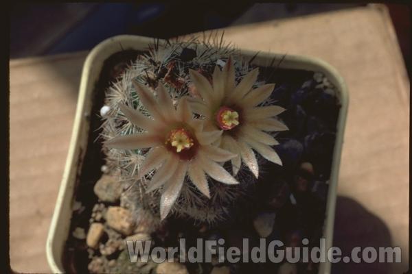 Flower Top View<br>(Location of Picture: Greenhouse In Chicago, Illinois)
