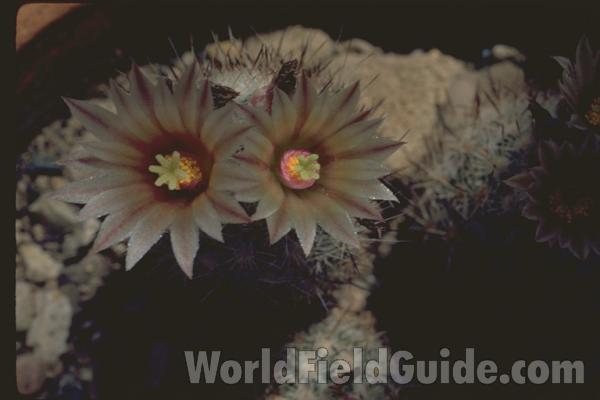 Flower Top View<br>(Location of Picture: Greenhouse In Chicago, Illinois)