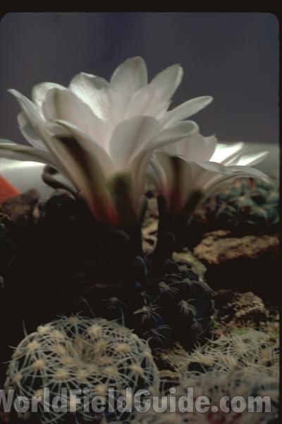 Flower Side View<br>(Location of Picture: Greenhouse In Chicago, Il USA)