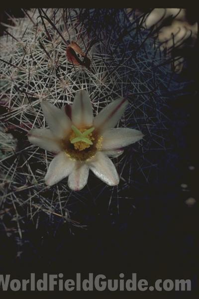 Flower Top View<br>(Location of Picture: Greenhouse In Chicago, Il USA)