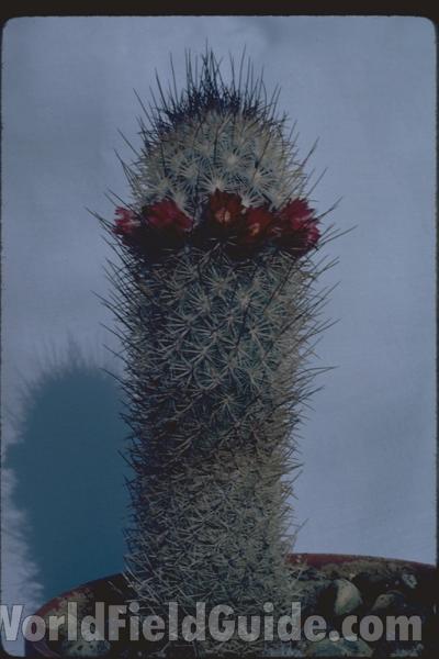 Silhouette in  Bloom<br>(Location of Picture: A Chicago Greenhouse)