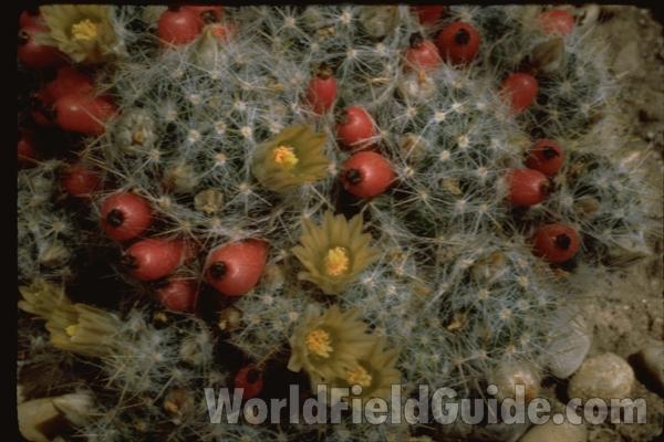 Top Of Plant With Flowers<br>(Location of Picture: Greenhouse, Chicago, Il, USA)