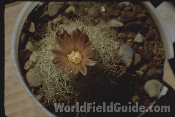 Flower Top View<br>(Location of Picture: Greenhouse In Chicago, Il USA)