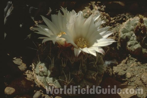 Flowers<br>(Location of Picture: Greenhouse In Chicago, Il USA)