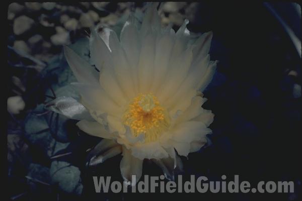 Flower Top View<br>(Location of Picture: Greenhouse In Chicago, Il USA)