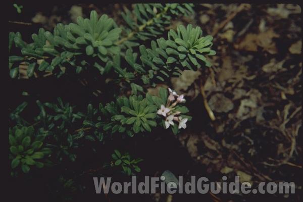Top Of Plant With Flowers