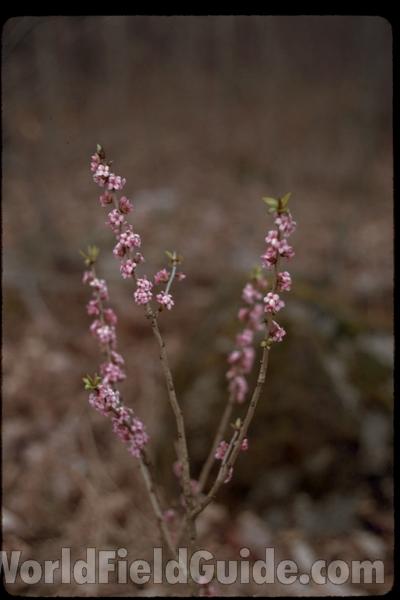 Top Of Plant in  Bloom<br>(Location of Picture: Sweden, Europe)