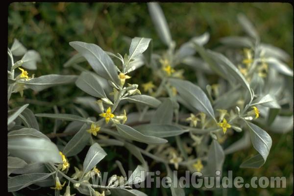Flowers and Leaves<br>(Location of Picture: Washington, USA)