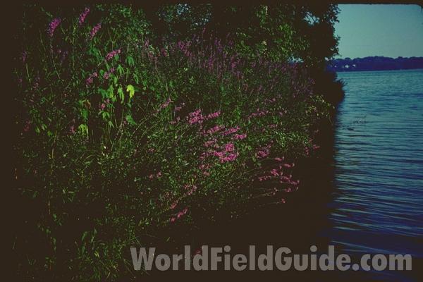 Habitat<br>(Location of Picture: Illinois, USA)