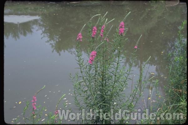 Habitat<br>(Location of Picture: Illinois, USA)