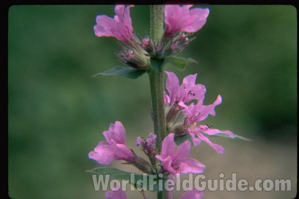 Flowers and Stalk, Side View