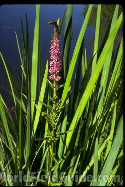 Habitat<br>(Location of Picture: Okanogan, Washington, USA)