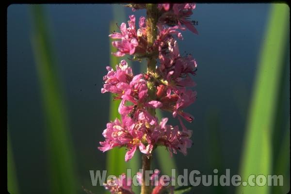 Flowers<br>(Location of Picture: Okanogan, Washington, USA)