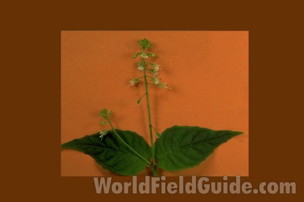 Top Of Plant<br>(Origin of the Specimen: Round Lake, Il, USA, July 1983)