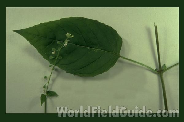 Lower Leaf and Flowers<br>(Origin of the Specimen: Round Lake, Il, USA, July 1983)