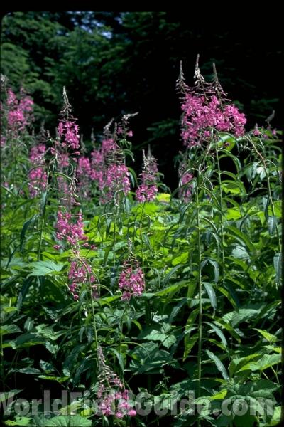Habitat<br>(Location of Picture: Washington, USA)