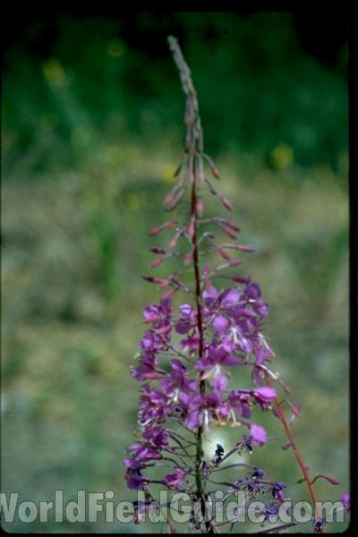 Top Of Plant<br>(Location of Picture: Washington, USA)