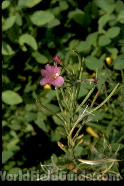 Top Of Plant With Flower