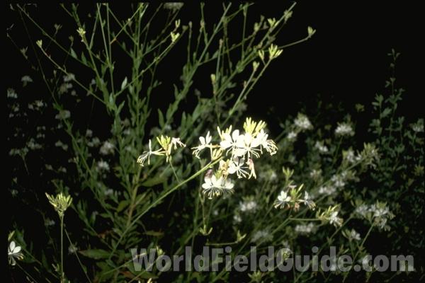 Top Of Plant<br>(Location of Picture: Missouri, USA)