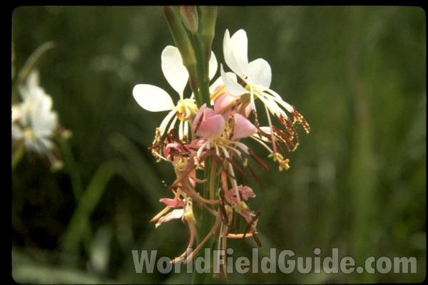 Flowers<br>(Location of Picture: Texas, USA)