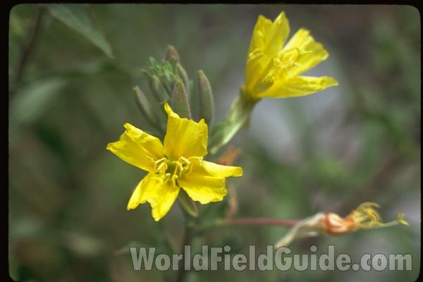 Flowers<br>(Location of Picture: California, USA)