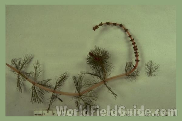 Stem<br>(Origin of the Specimen: Leader Lake, Wa., USA, 2010)<br>(Origin of the Specimen: Round Lake, Illinois, 1982)