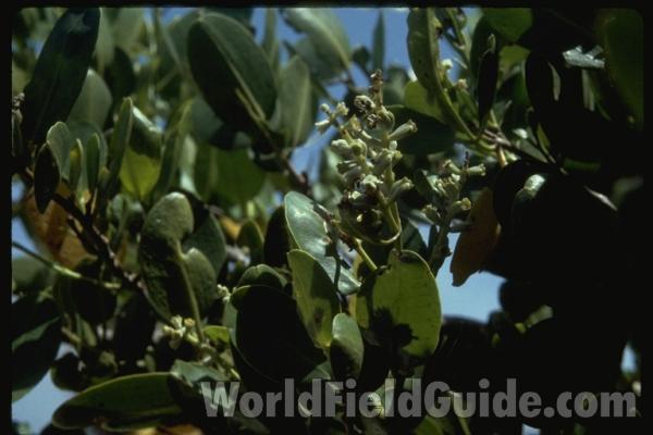 Leaves and Flower<br>(Location of Picture: Near Palm Beach, Florida)