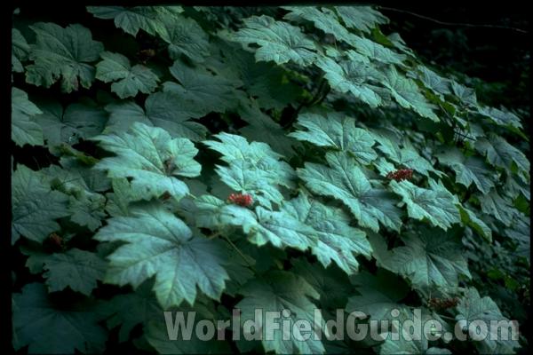Leaves<br>(Location of Picture: Washington, USA)