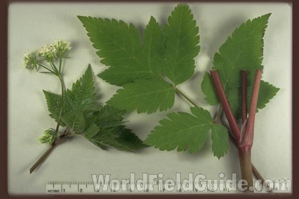 Stem, Leaves, and Flowers