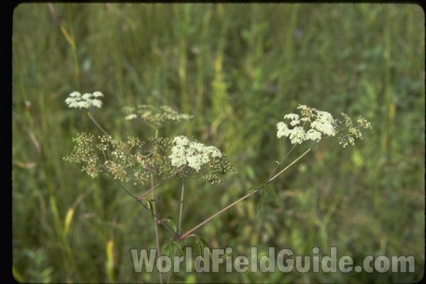 Top Of Plant<br>(Location of Picture: Round Lake, Illinois, USA)