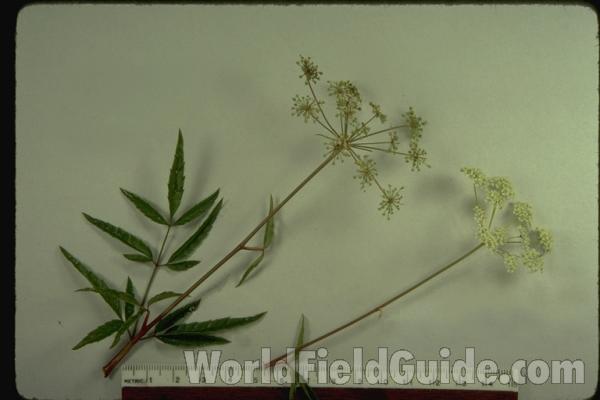 Mounted Top Of Plant<br>(Origin of the Specimen: Round Lake, Il, USA)